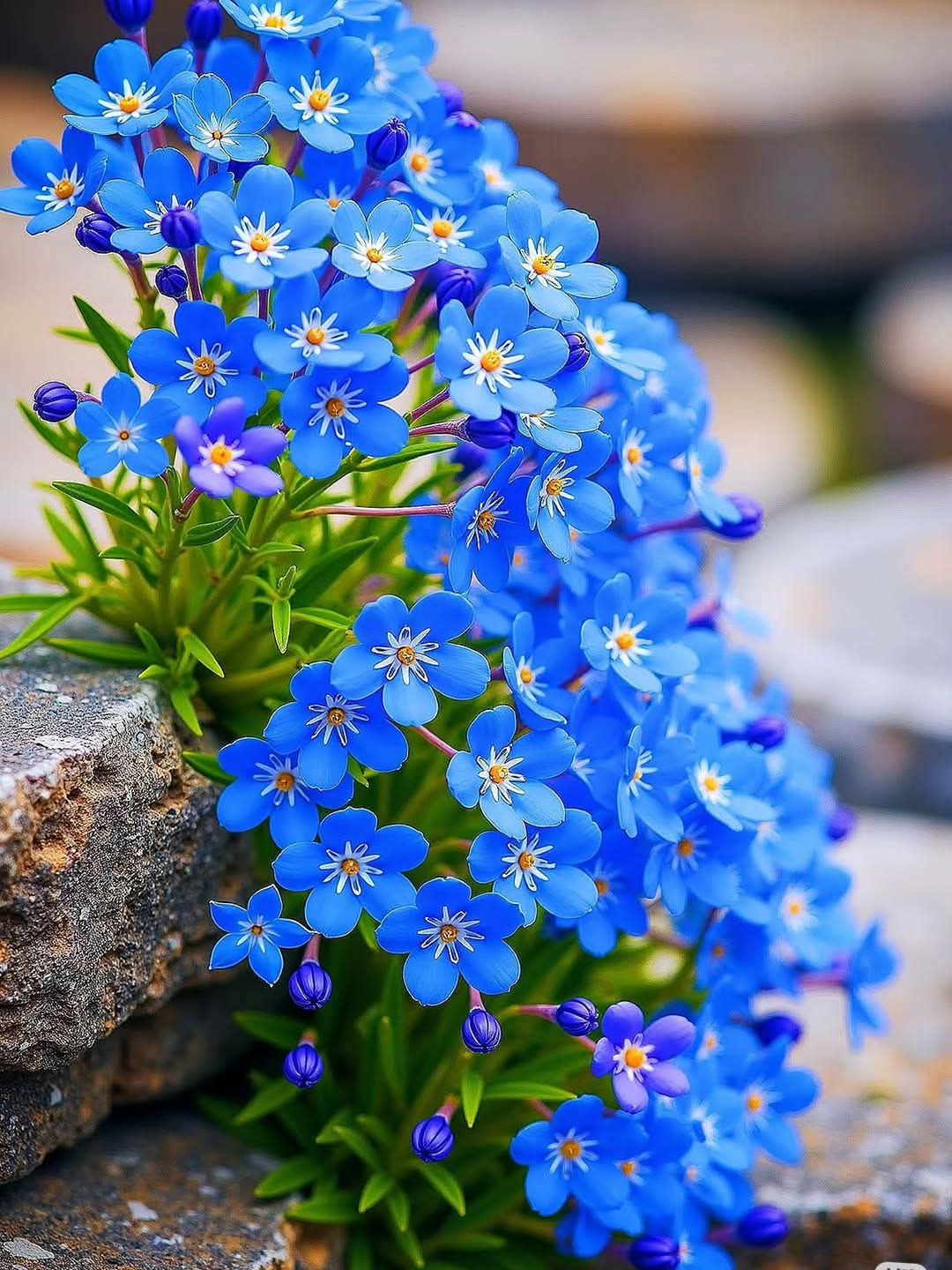 যত্ন পেলে পাথরের ও ফুল ফুটে!💙🌸