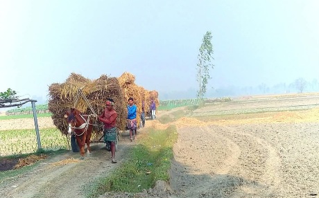 এই পথ, এই জীবন, আর প্রকৃতির সঙ্গে অবিচ্ছেদ্য বন্ধন। গ্রামের মাটির রাস্তা দিয়ে ঘোরার গাড়ি করে ধান নিয়ে যাওয়ার সুন্দর দৃশ্য।