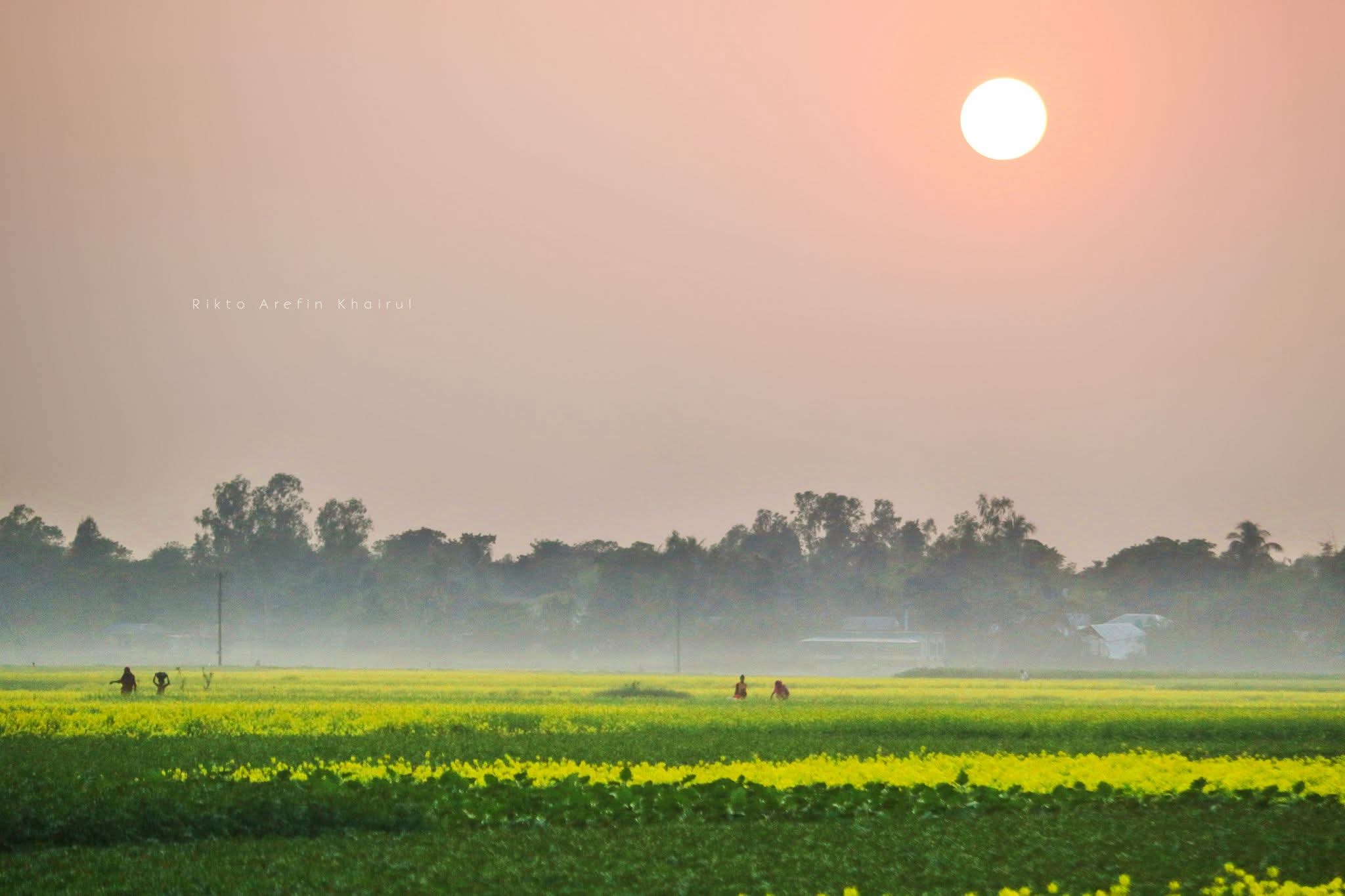 গ্রামীণ শীতের বিকেল!💚
উল্লাপাড়া, সিরাজগঞ্জ, বাংলাদেশ।🇧🇩