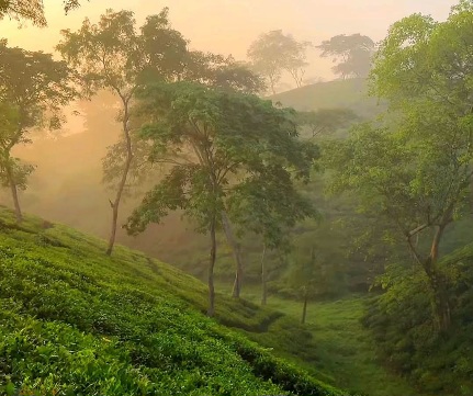 চা বাগানের কোলে সূর্যের নরম আলোর সুন্দর দৃশ্য।
