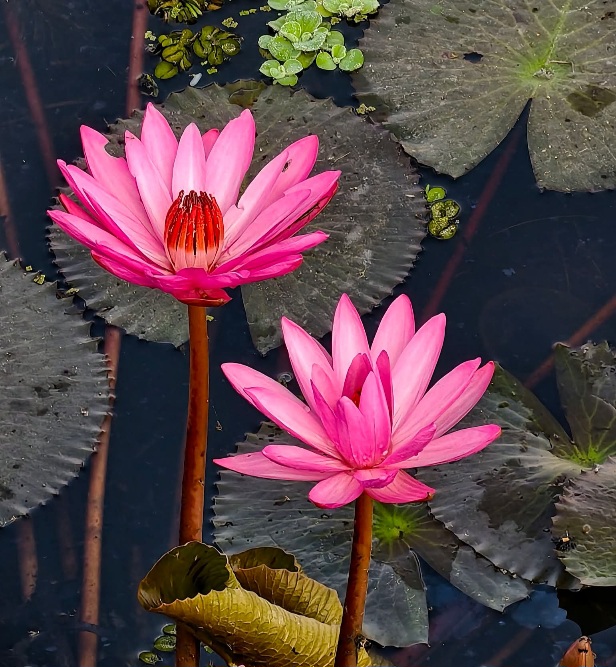 লাল শাপলা ফুলের সুন্দর ছবি।