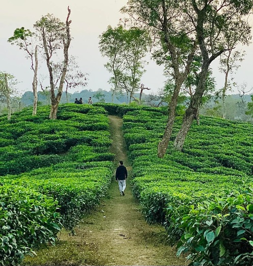 চমৎকার একটা চা বাগানের বিকেলের সুন্দর দৃশ্য।