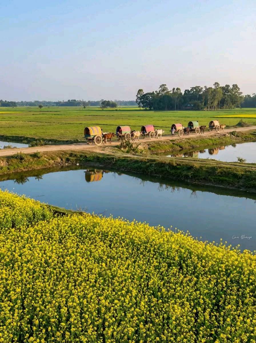 অপরূপ সৌন্দর্য উপভোগ করার জন্য শহর থেকে গ্রামে আসতে হবে। গ্রামের মাটির রাস্তা দিয়ে গরুর গাড়ি যাওয়ার সুন্দর দৃশ্য।