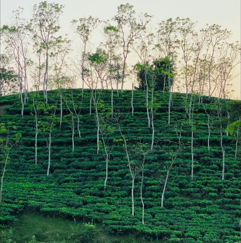 সবুজ শ্যামল শ্রীমঙ্গলের চা বাগানের সুন্দর দৃশ্য।🥰