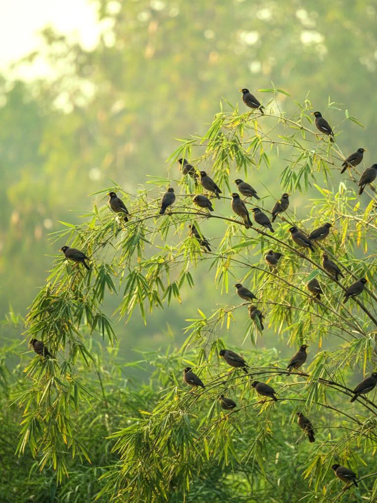 বাঁশবাগানের মাথার উপর একঝাঁক শালিকের মেলা যেন, প্রকৃতির নিজস্ব কোনো সভার আয়োজন।