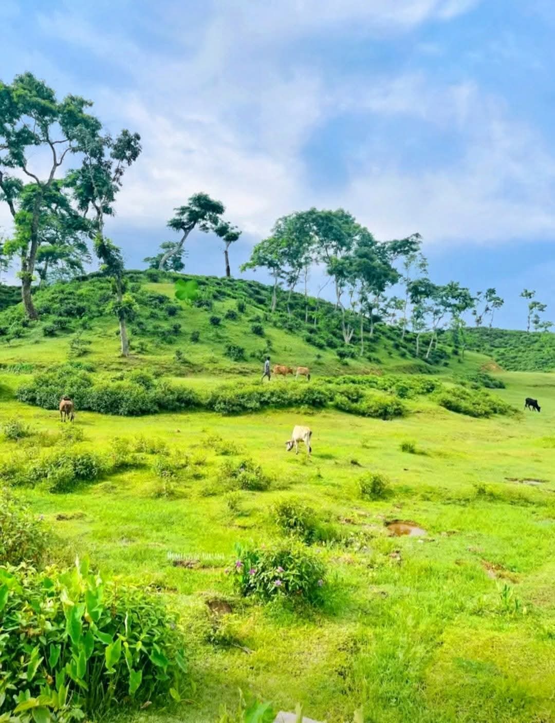 সবুজের বুকে নীল আকাশ, পাহাড়ের কোলে শান্ত জীবনের গল্প।🌿