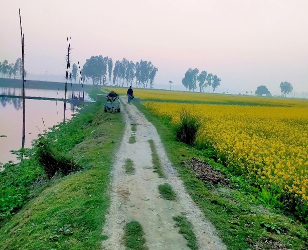 কাঁচা রাস্তা, সবুজ মাঠ! এটাই আমার গ্রাম বাংলার পরিচয়।
