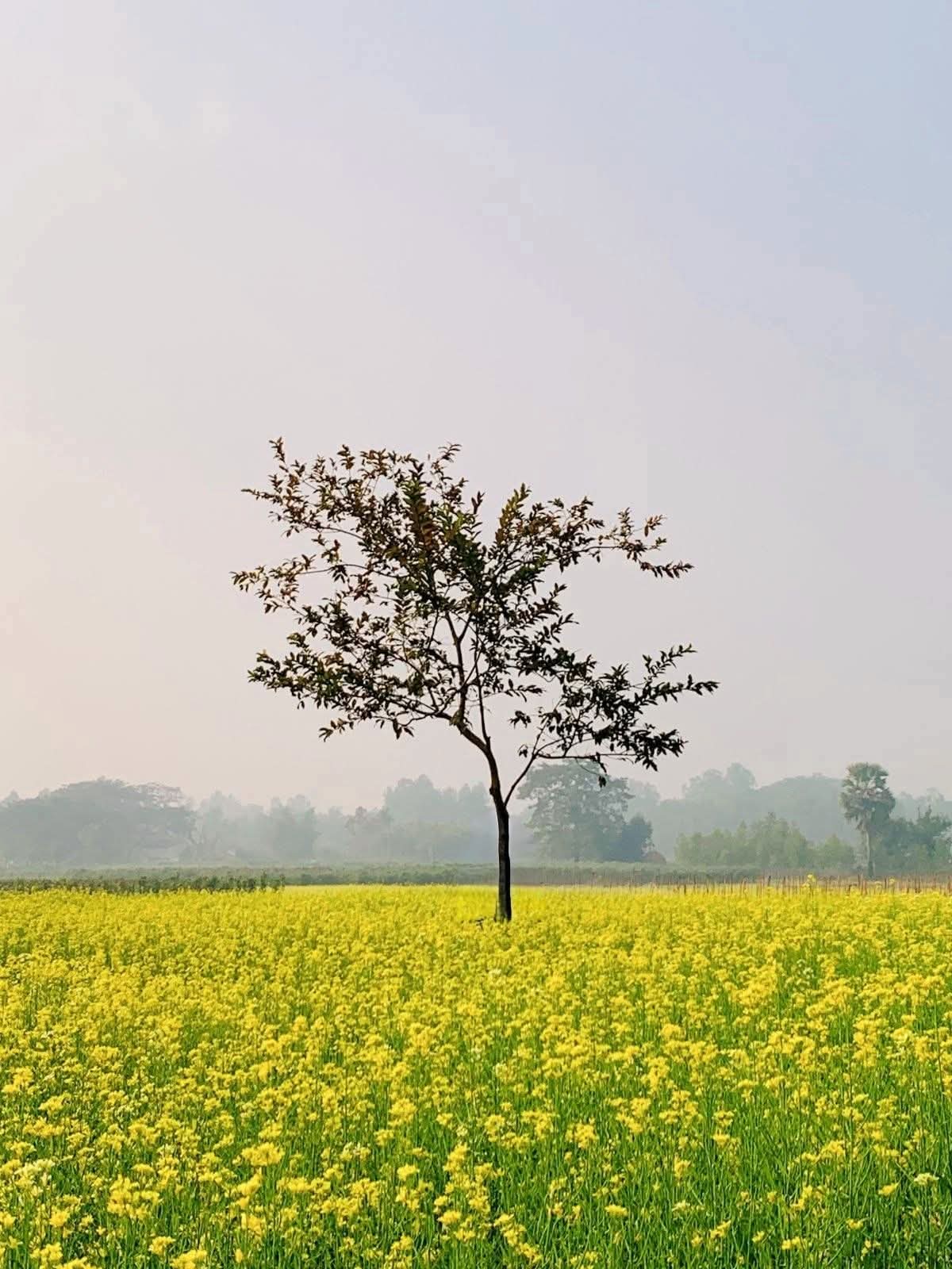 চট্টগ্রামের সীতাকুণ্ড একটি সরিষার খেত হলুদ ফুলে ছেয়ে গেছে।❤️