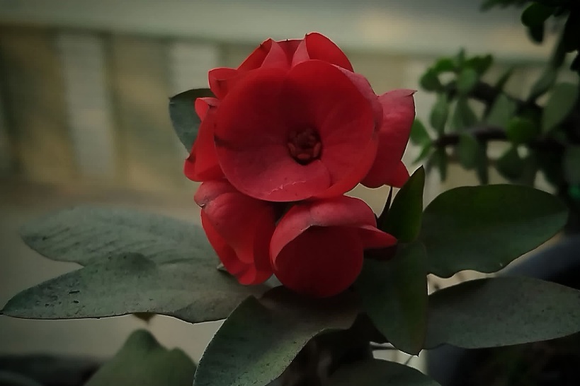 সৌন্দর্য সবসময় কোমল জায়গায় জন্মায় না,
মাঝে মাঝে রুক্ষ কাঁটার ভিড়েও শ্রেষ্ঠত্বের দেখা মেলে।