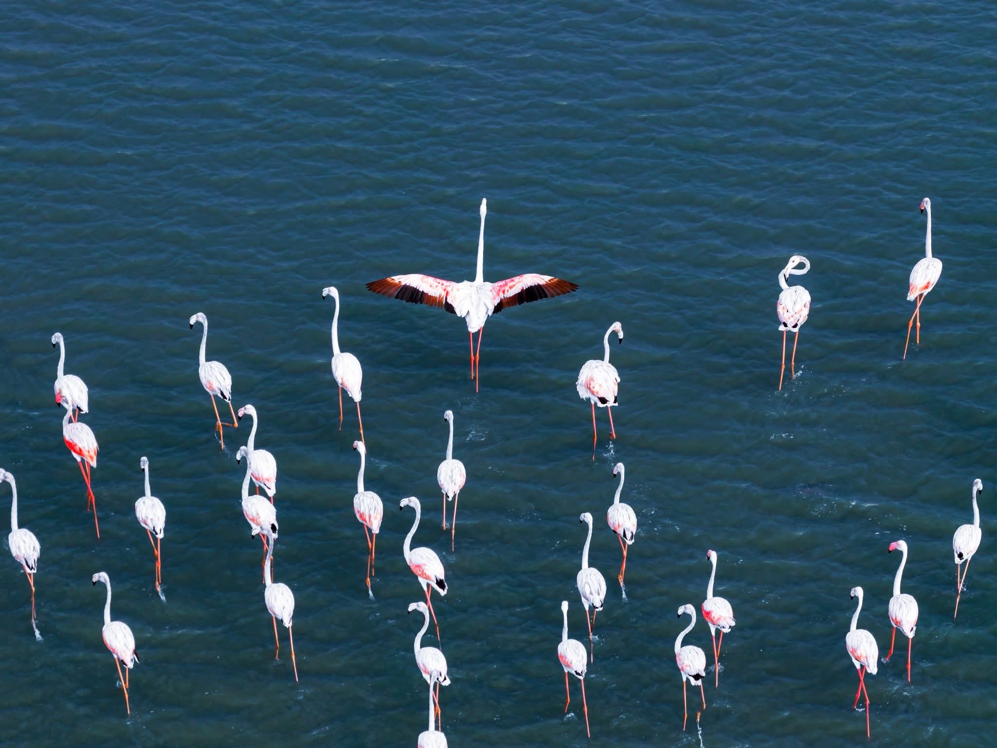 Flamingos Photographed in Andhra Pradesh, Indian 🇮🇳