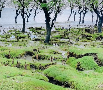 বাংলাদেশের দারুণ একটি সবুজ সমুদ্রসৈকত গুলিয়াখালির সুন্দর ছবি।❤️