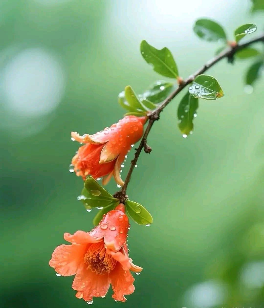 বৃষ্টি ভেজা ডালিম ফুলের সুন্দর ছবি।