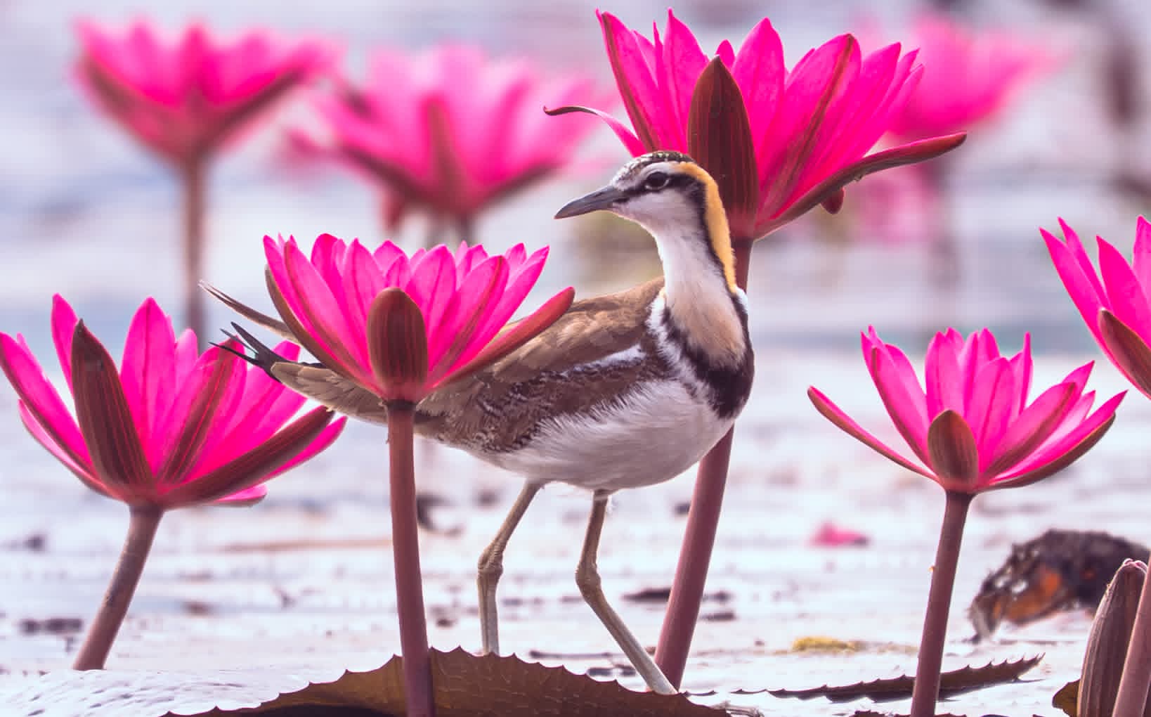 ডিবির হাওরের শাপলা ফুলের সুন্দর ছবি।🌼