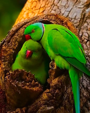 জোড়া টিয়াপাখি বাসার মধ্যে বসে থাকা সুন্দর ছবি।
