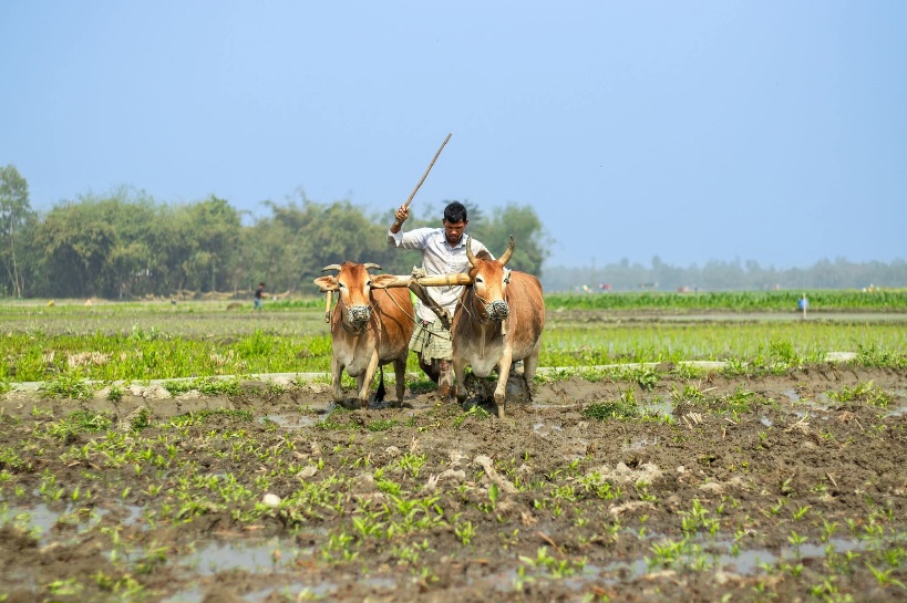 গরু দিয়ে হাল চাষের সুন্দর দৃশ্য। 🐄 ⚒️
