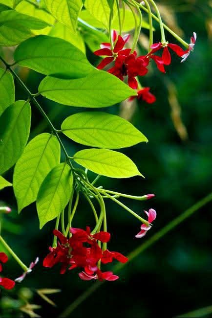 ফুলের সৌন্দর্য মনে করিয়ে দেয়, সৃষ্টিকর্তার সৃষ্টি কত নিখুঁত।
