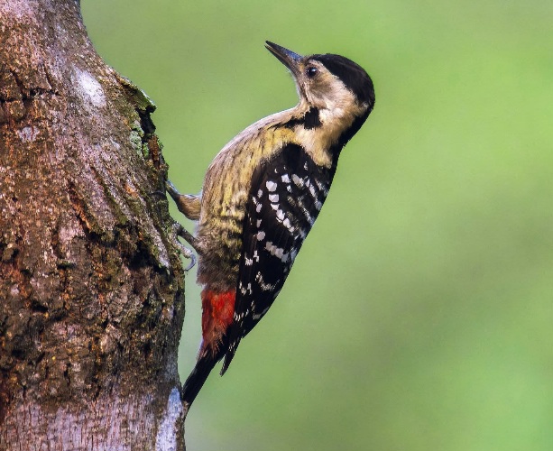 ডোরাবুক পাকড়া কাঠকুড়ালি বাতাবি কাঠঠোকরা। 🐦