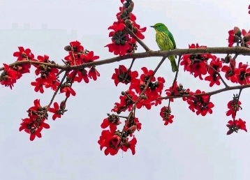 শিমুল ফুল ছাড়া বসন্ত জমে না।