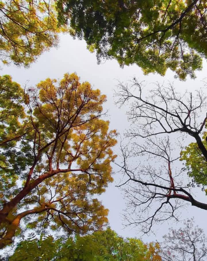 বসন্ত শুধু ঋতু নয়, এক টুকরো অনুভূতি, যা হৃদয়ের ভেতর নিঃশব্দে রঙ ছড়িয়ে দেয়।🍂