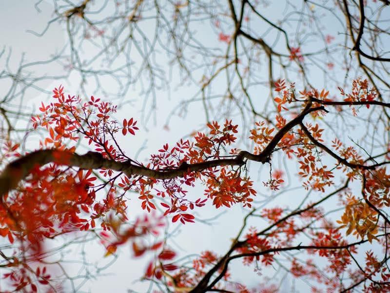 শেষ মুহূর্তের বসন্ত!🍂
নতুন পাতা গজানোর সুন্দর দৃশ্য।🌸
