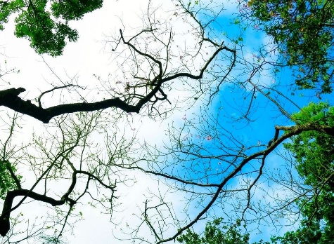 মেঘ বৃক্ষের আলিঙ্গন!