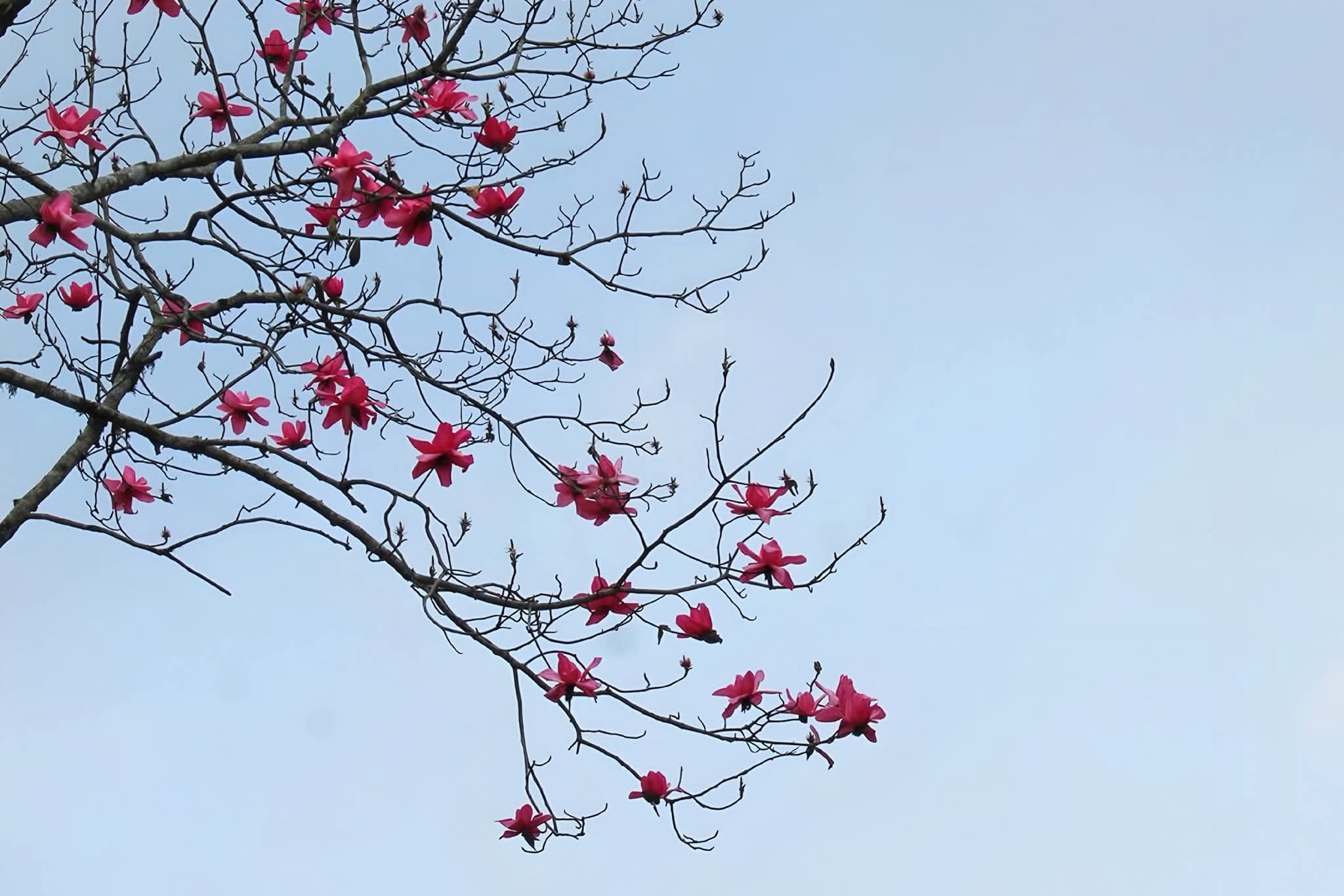 বৃক্ষের ঐশ্বর্য তাহার মলিন ফুলে। ফুলের সুন্দর ছবি।🖤