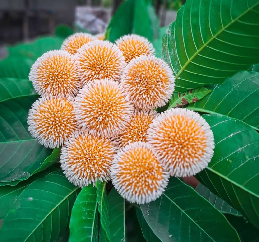 এক গুচ্ছ কদমফুল।
কদমফুলের সুন্দর ছবি।