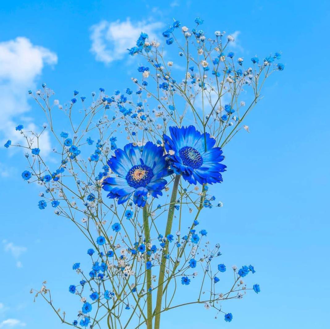 অভিমানী ভুলগুলো যেন ফুল হয়ে যায়।💙🌸
