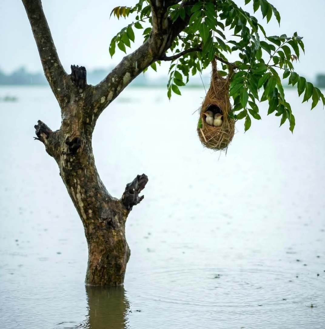 বৃষ্টি পড়ছে...
হাওর জুড়ে নীরবতা...
আর একটা ছোট্ট বাসার ভেতর দুটো প্রাণ একে অপরের পাশে নিশ্চিন্তে বসে আছে।