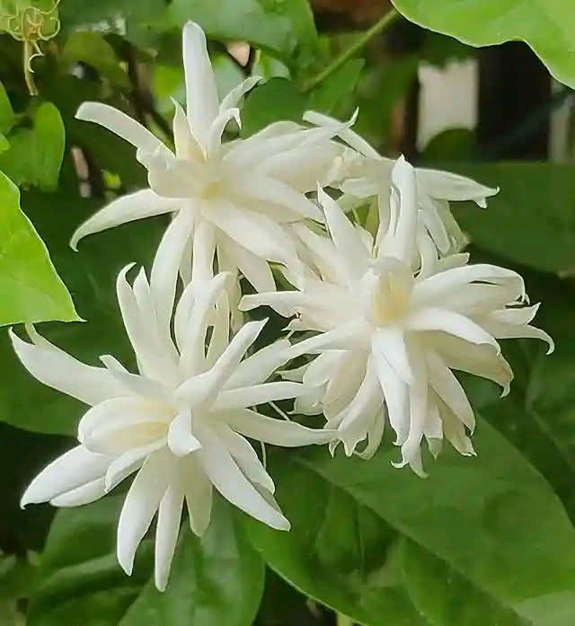 বেলী ফুলের শুভ্রতা ছড়িয়ে পড়ুক হৃদয় গহীনে।🌸