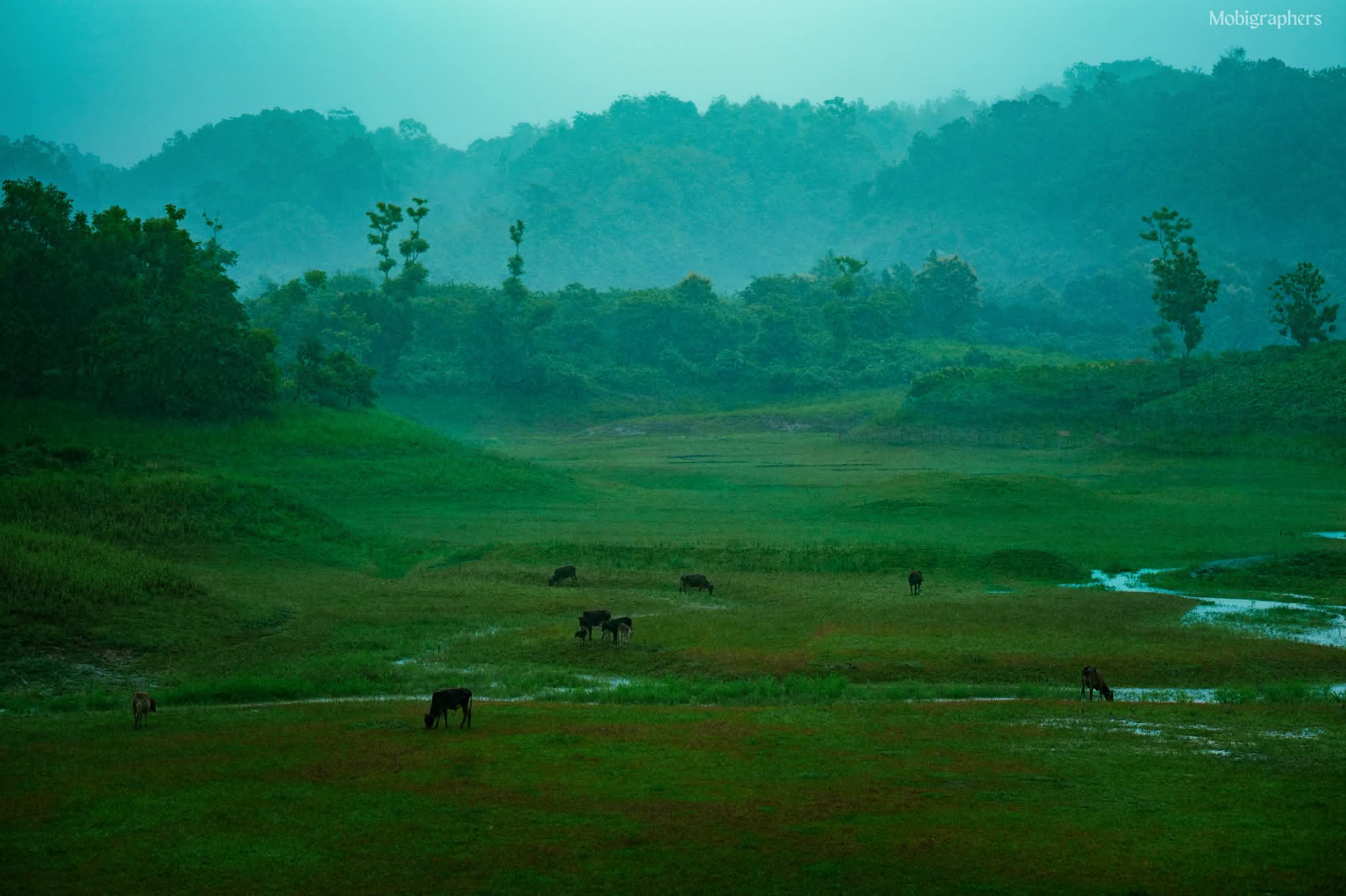 Monsoon magic in Bangladesh 🌿
#nature #monsoon #green #rangamati #bangladesh