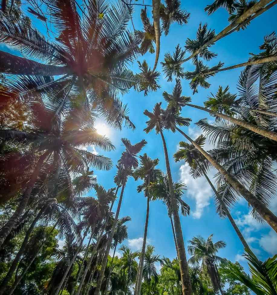 প্রকৃতির বিশালতায় হারিয়ে যাওয়ার মুহূর্ত।🌿