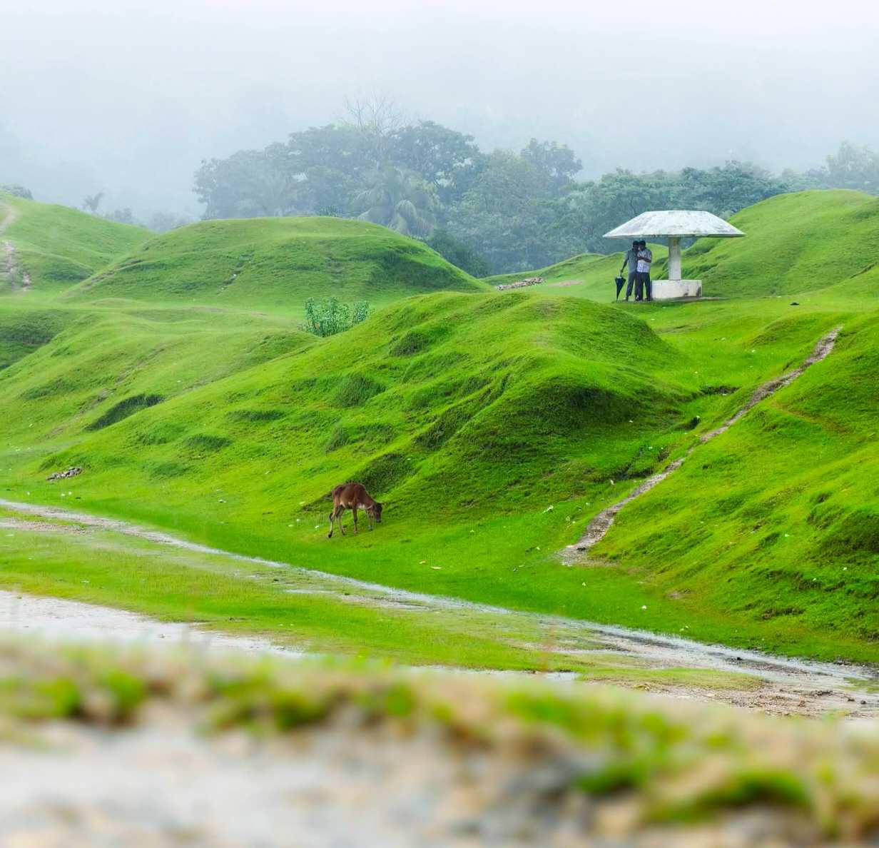 ভারী বর্ষণে সুনামগঞ্জ 🌧️💙
মেঘ, বৃষ্টি আর হাওরের অপার সৌন্দর্যে আজ যেন নতুন রূপে সেজেছে সুনামগঞ্জ। প্রকৃতিকে ভালোবাসলে, এমন দৃশ্য মন ছুঁয়ে যাবেই। 🌿🌊