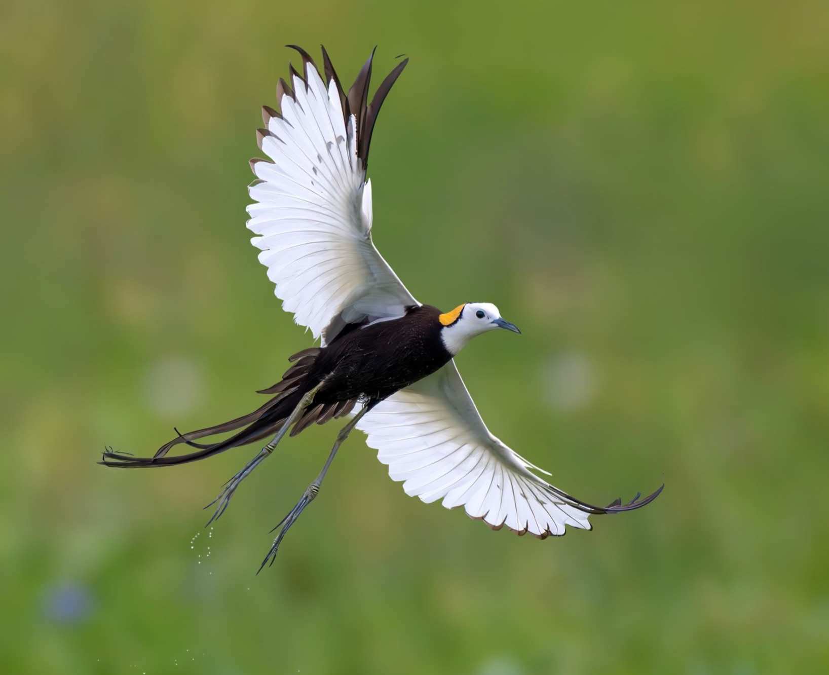 Pheasant-tailed jacana
#birds #birdlovers #birdslife #photography #photographychallenge #wildlife #wildlifephotography #birdsphotography #photooftheday #jacana #nature #flying #wings
