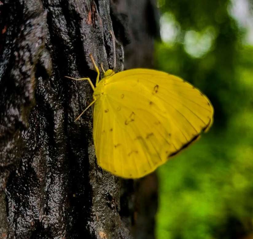 প্রকৃতির তুলিতে আঁকা এক টুকরো হলদে রোদ্দুর! 🦋 ডানা মেলে সে যেন জানিয়ে দিচ্ছে— সৌন্দর্য সবসময় বিশালতায় নয়।