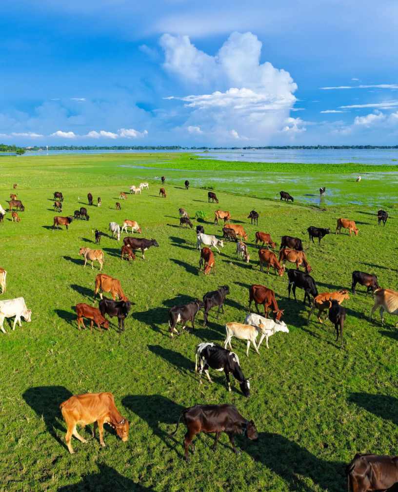বাংলার চিরচেনা রূপ