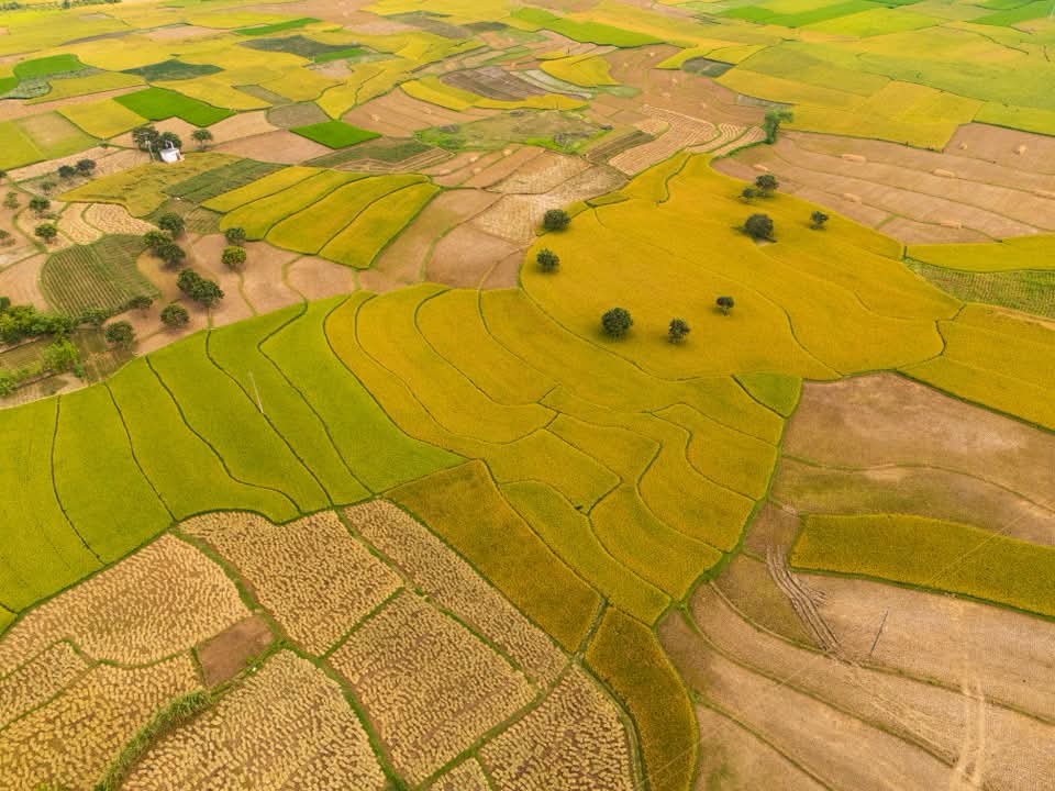আকাশ থেকে তুলা ফসলের মাঠের সুন্দর ছবি।