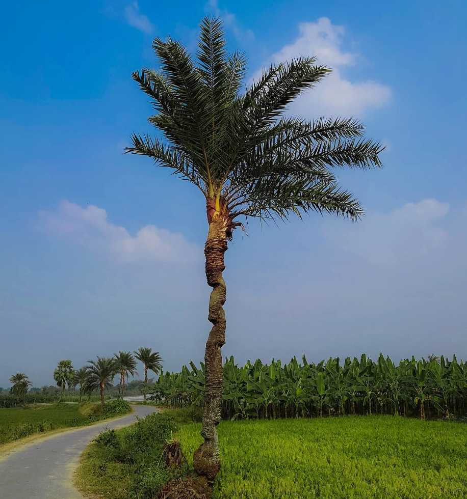 গ্রাম বাংলার প্রকৃতির সুন্দর ছবি। খেজুর গাছের সুন্দর ছবি। গ্রামের রাস্তার সুন্দর ছবি।