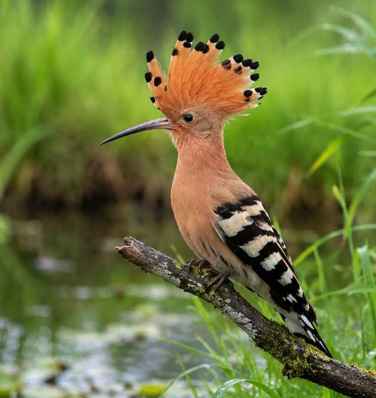 This is a Eurasian Hoopoe Upupa epops.
In Bengali it's commonly called Mohonchura / Hudhud Pakhi.