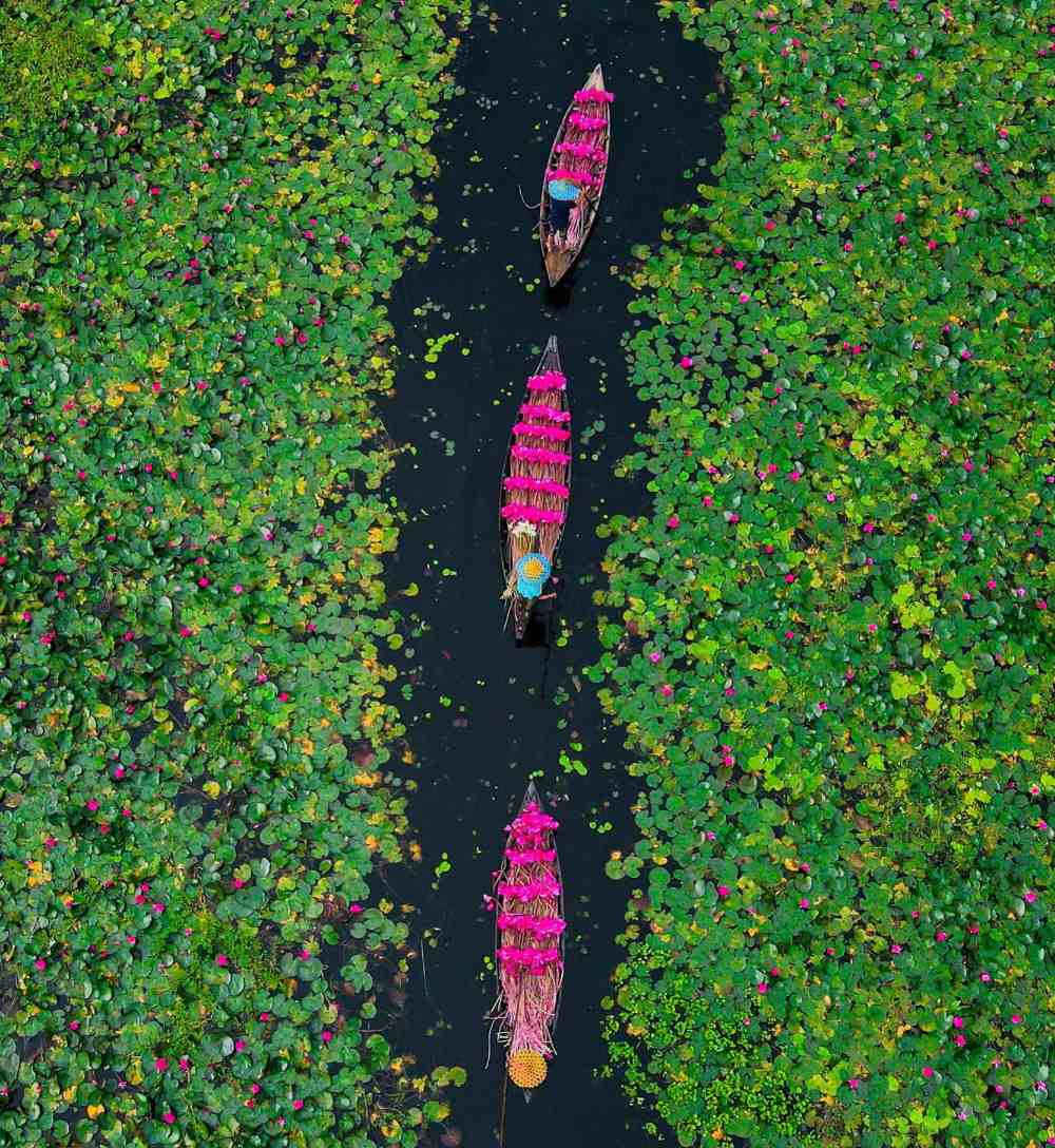 বরিশালের সৌন্দর্য, শাপলা বিল, উজিরপুর 🌿❤️
