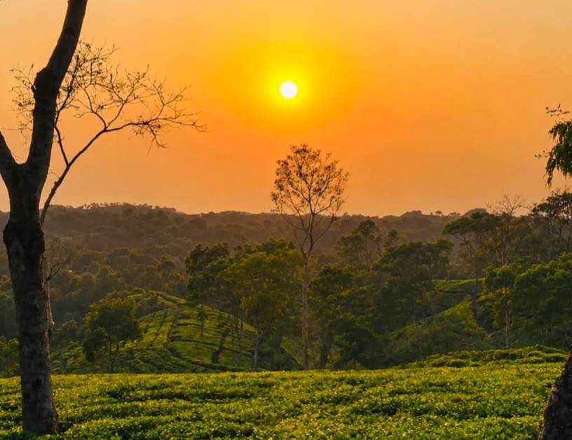 শ্রীমঙ্গলের চা বাগান থেকে দেখা অন্যতম সুন্দর সূর্যাস্ত।🥹🫰