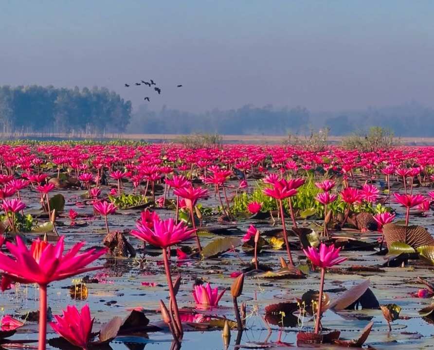 Beauty of Sreemangal, Bangladesh❤️‍🩹