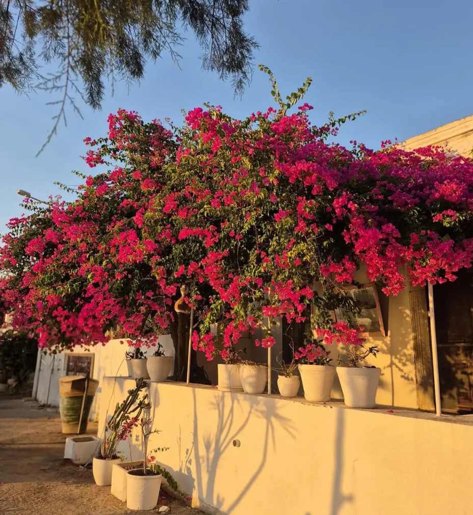 বাগানবিলাসের সৌন্দর্যের মুগ্ধতা। ❤️🌺