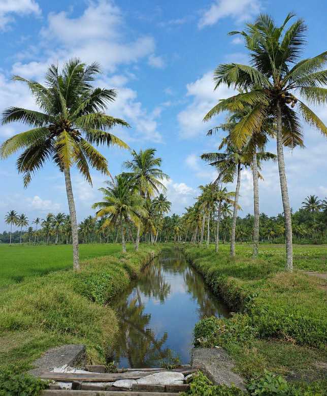 Kakkathuruth Island, Alappuzha 🌴
A beautiful little island surrounded by greenery and peaceful village life. A perfect place to explore, enjoy the views and experience a different side of Kerala. 💚