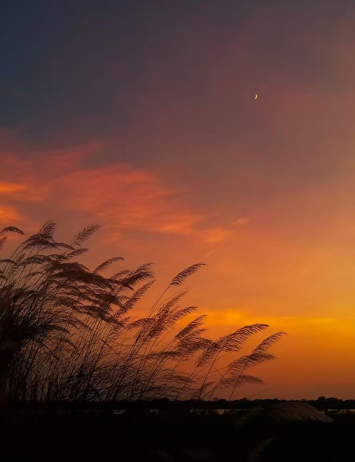 শরতের প্রথম ভালোবাসা কাশফুলের সুন্দর ছবি।🤍