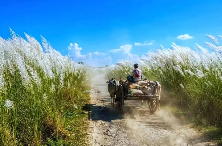 নগরসভ্যতার ঊর্ধ্বে, কাশবনের স্নিগ্ধ প্রহরে আজও বেঁচে আছে এক আদিম বাংলা।
