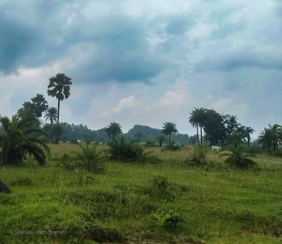 গ্রাম বাংলা স্নিগ্ধ প্রকৃতির সুন্দর দৃশ্য। 🌿