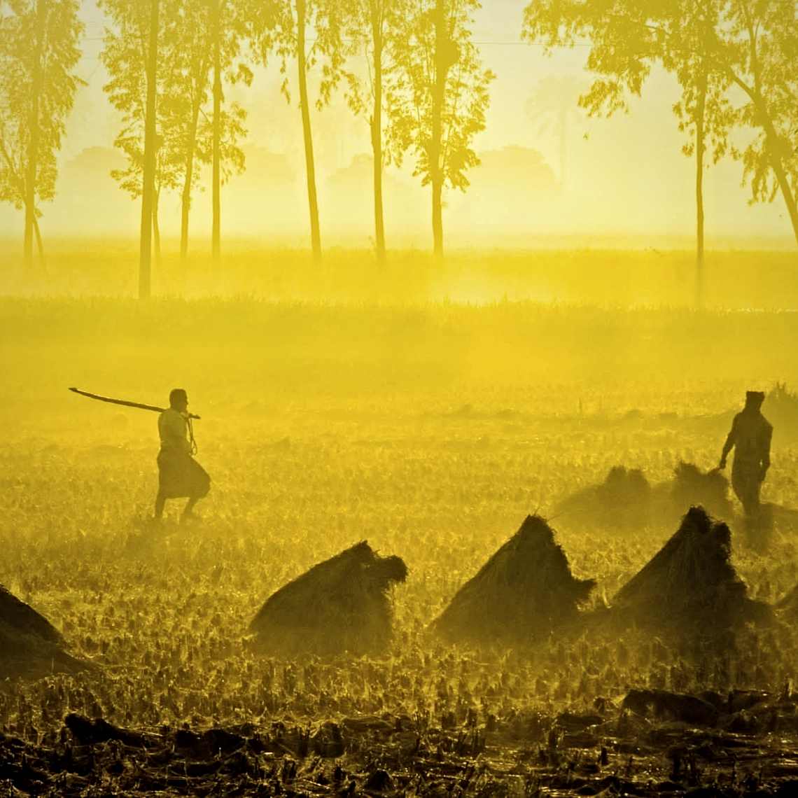 সোনালি আলোর চাদরে মোড়ানো গ্রামবাংলার জীবন