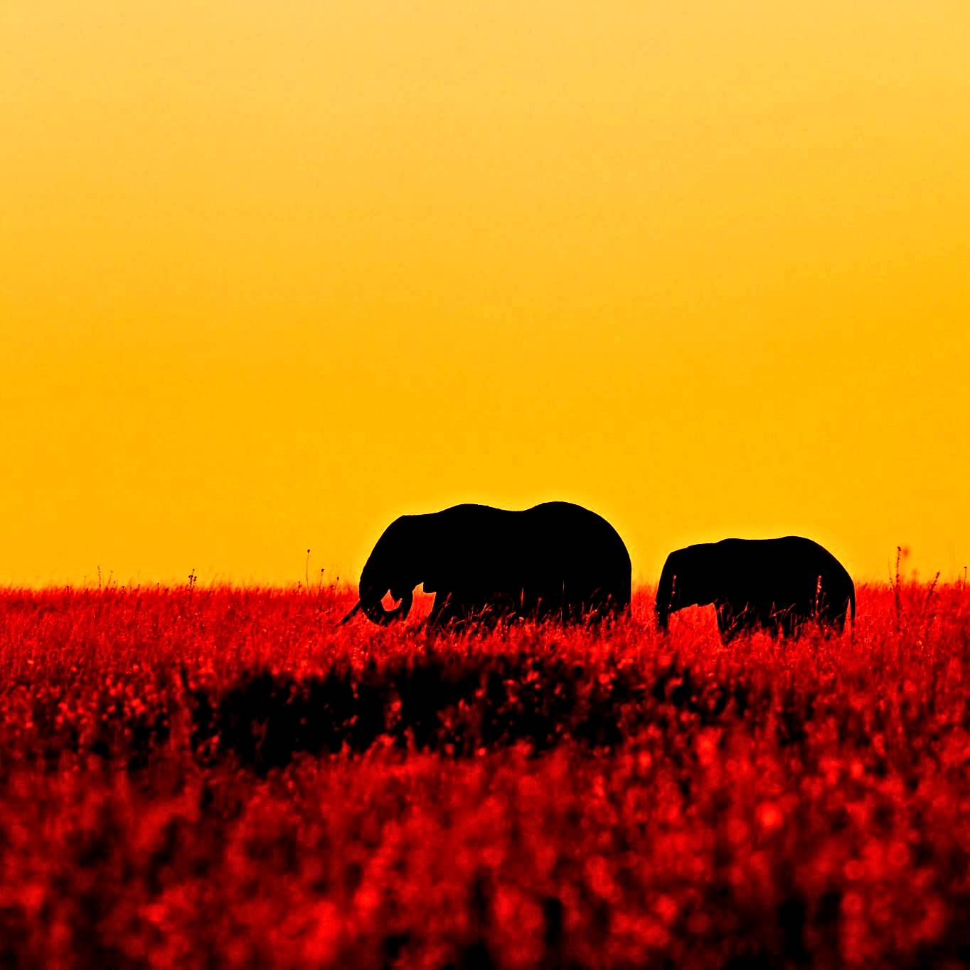 From the Savana,  cant wait to go back again